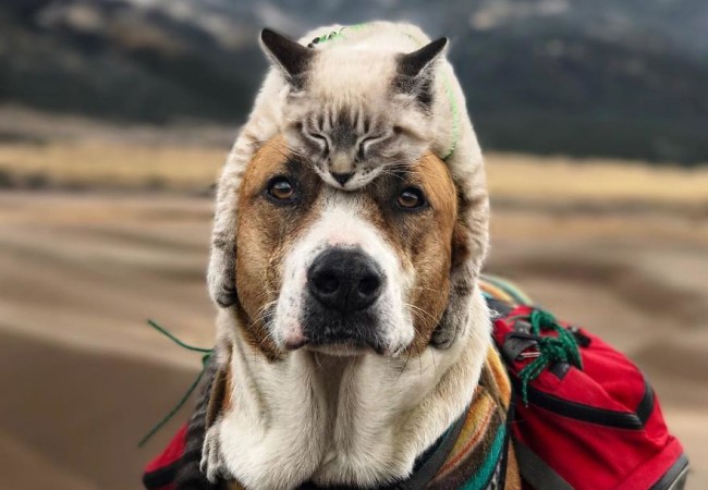 Gatto che dorme sulla testa di un cane