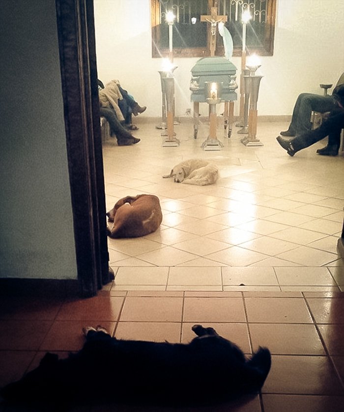 I cani randagi durante il funerale di Margarita