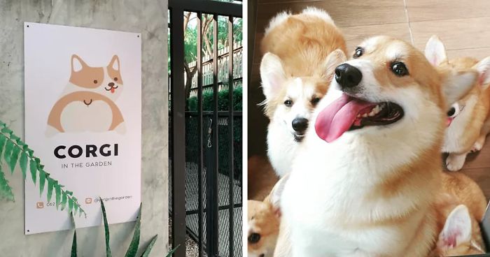 Il Dog-Cafè abitato dai cani Corgi