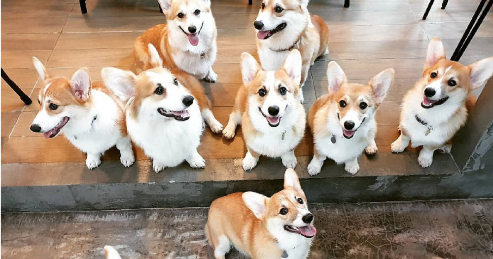 Il cafè dedicato ai cani Corgi