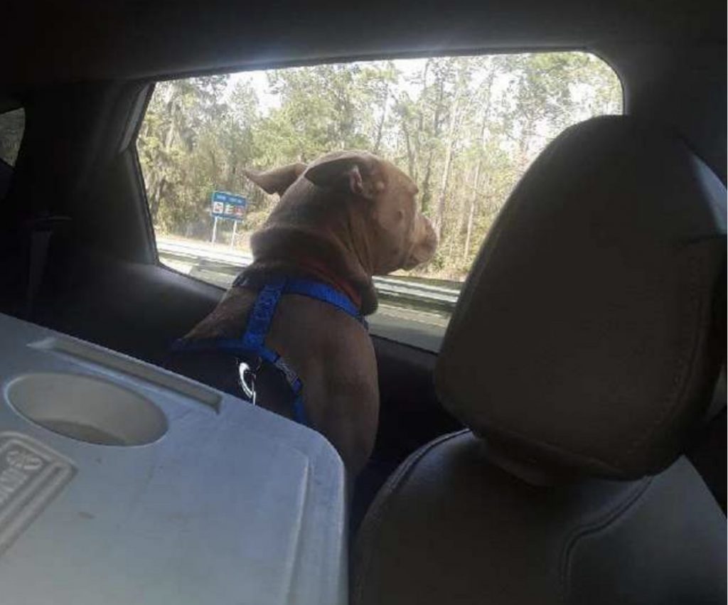 Il cane Blue che guarda fuori dal finestrino della macchina