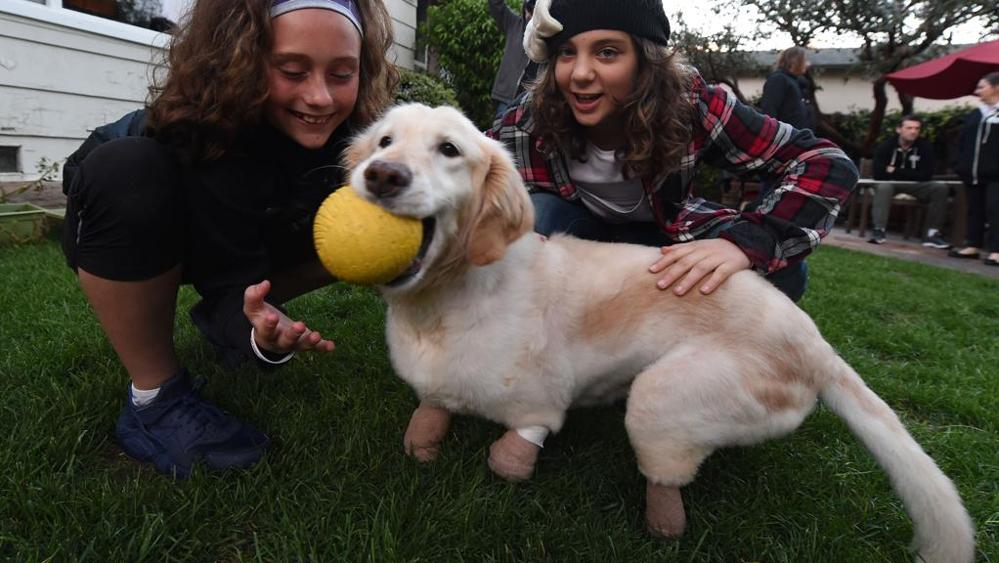 Il cane senza zampe con la sua nuova famiglia