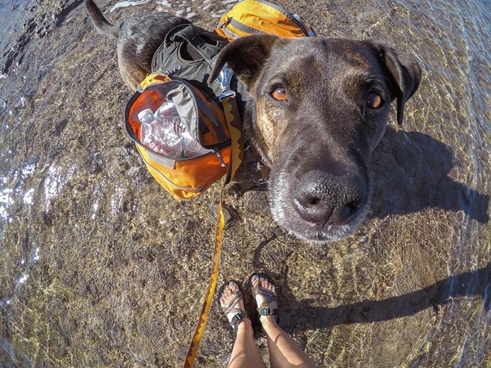 Il cane Chipper raccoglie la plastica