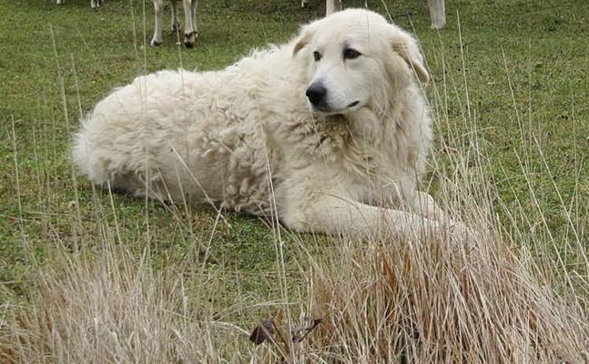 Il cane Fofò