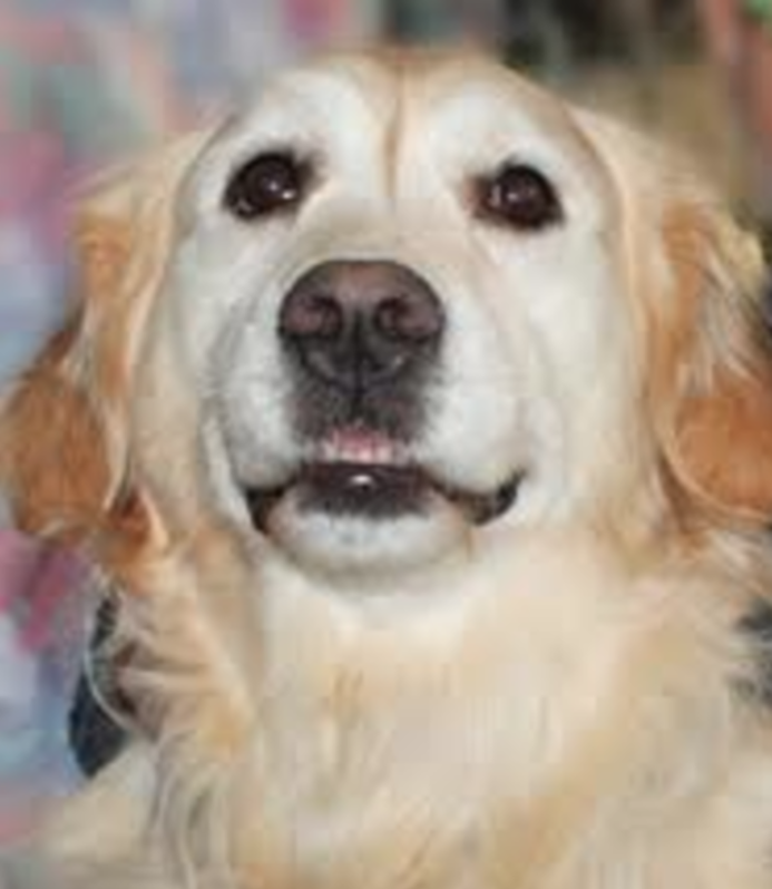 Il cane Kelsey