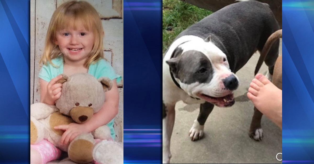 Penny, il cane eroe che ha salvato una bambina scomparsa da 36 ore