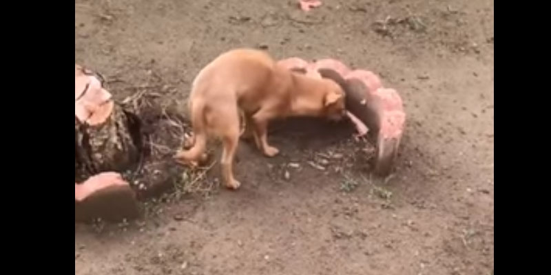Il cane che porta il cibo al fratello sepolto
