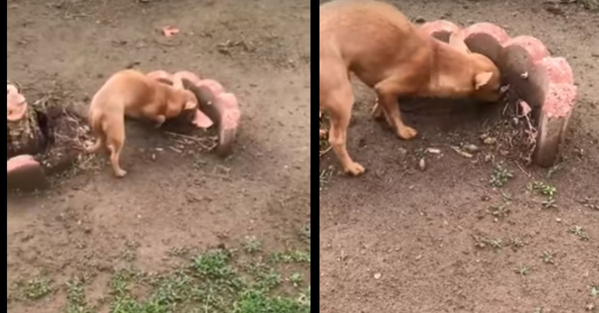 Cane porta del cibo al fratello sepolto: il video che commuove