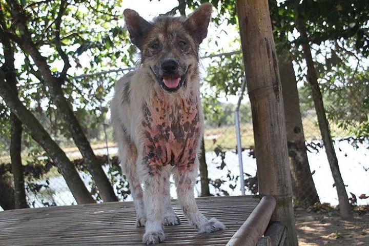 Il cane randagio che ha vinto un concorso