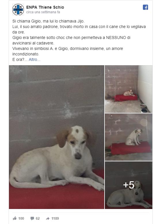 Il post per l'adozione del cane Gigio