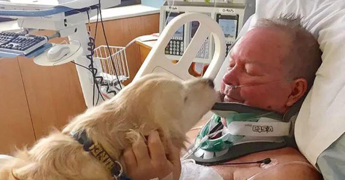 Kelsey, il cane che ha tenuto al caldo per 20 ore il padrone paralizzato