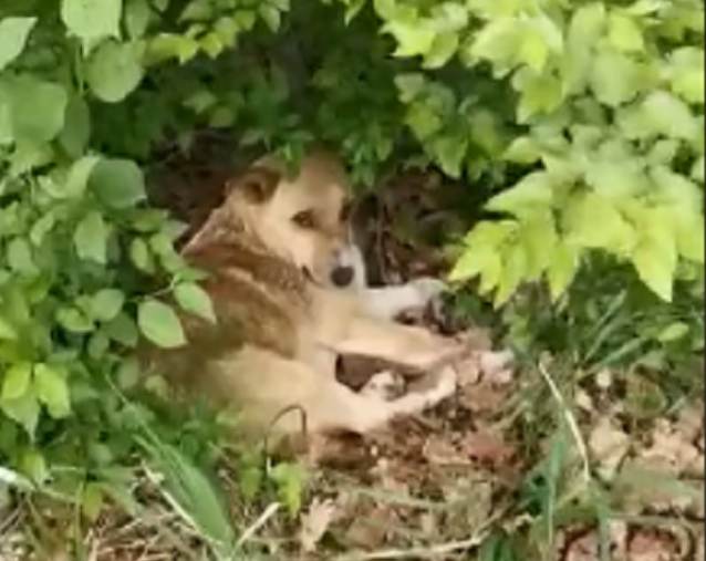 La cagnolina abbandonata