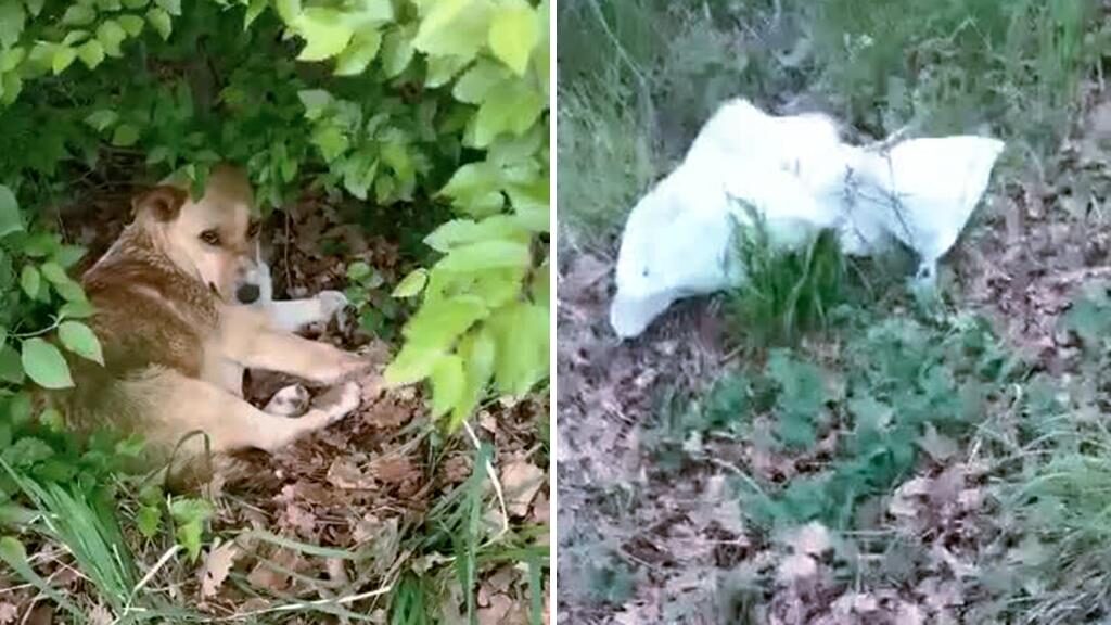 La cagnolina legata e abbandonata ha partorito subito dopo