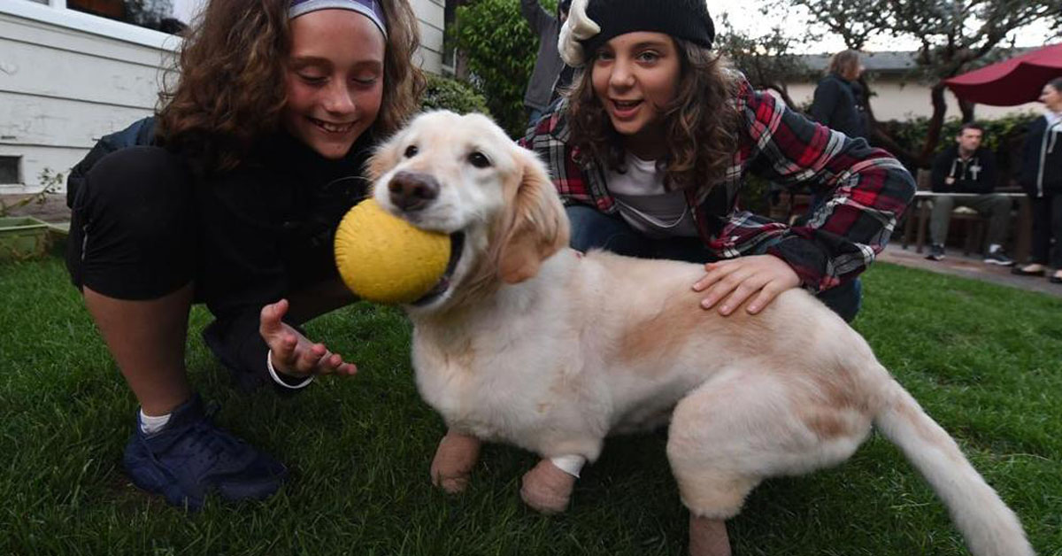 La rivincita di Chi Chi, il cane senza zampe che ora è finalmente felice