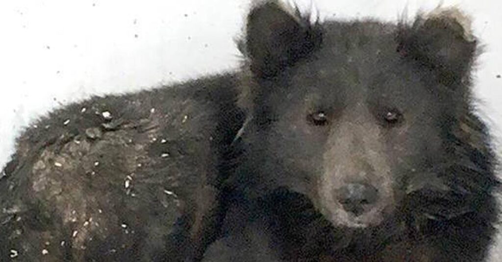 La storia del cane orso