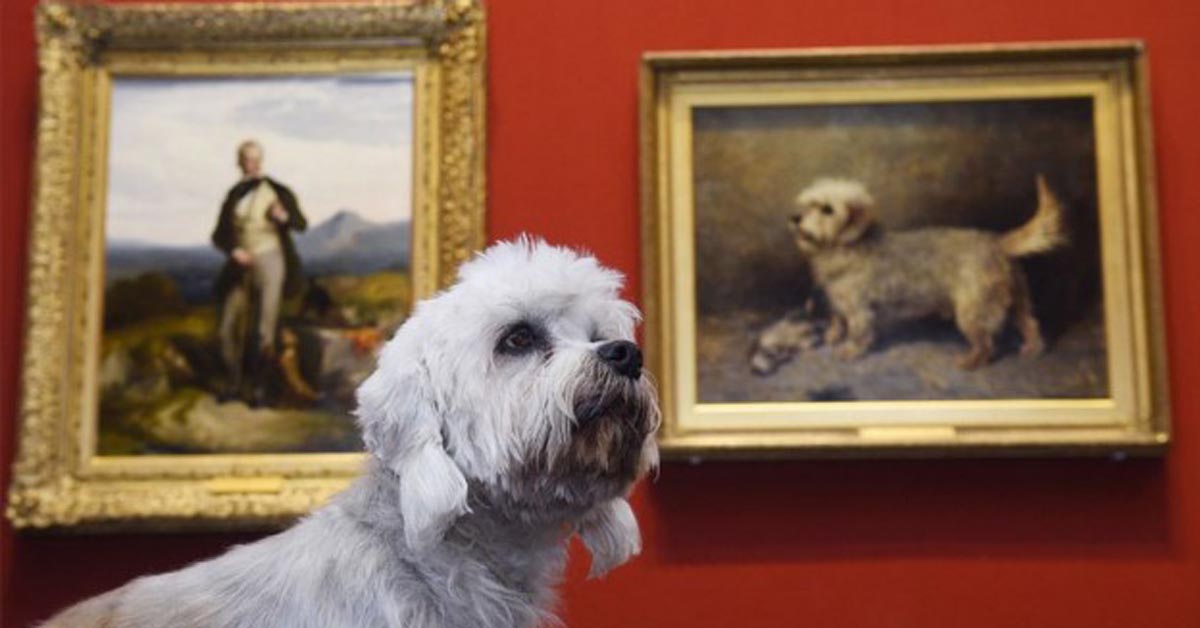La storia di Dandy, il cane che vale due milioni di sterline