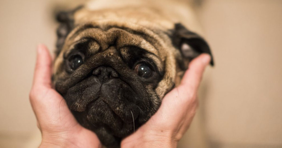 La storia di Edda, il cane prima pignorato e poi rivenduto su Ebay