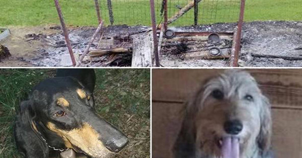 La storia di Bobo e Lea, i cani puniti perché “abbaiavano troppo”