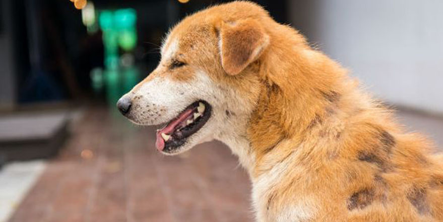 La trasformazione del cane Dreadlock