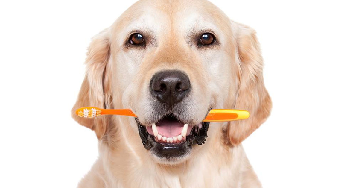 Maggio è il mese dell’igiene orale del cane: tutto ciò che c’è da sapere