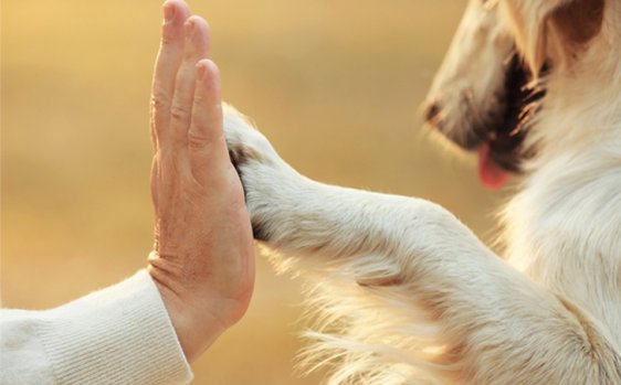 Mano e zampa di un cane