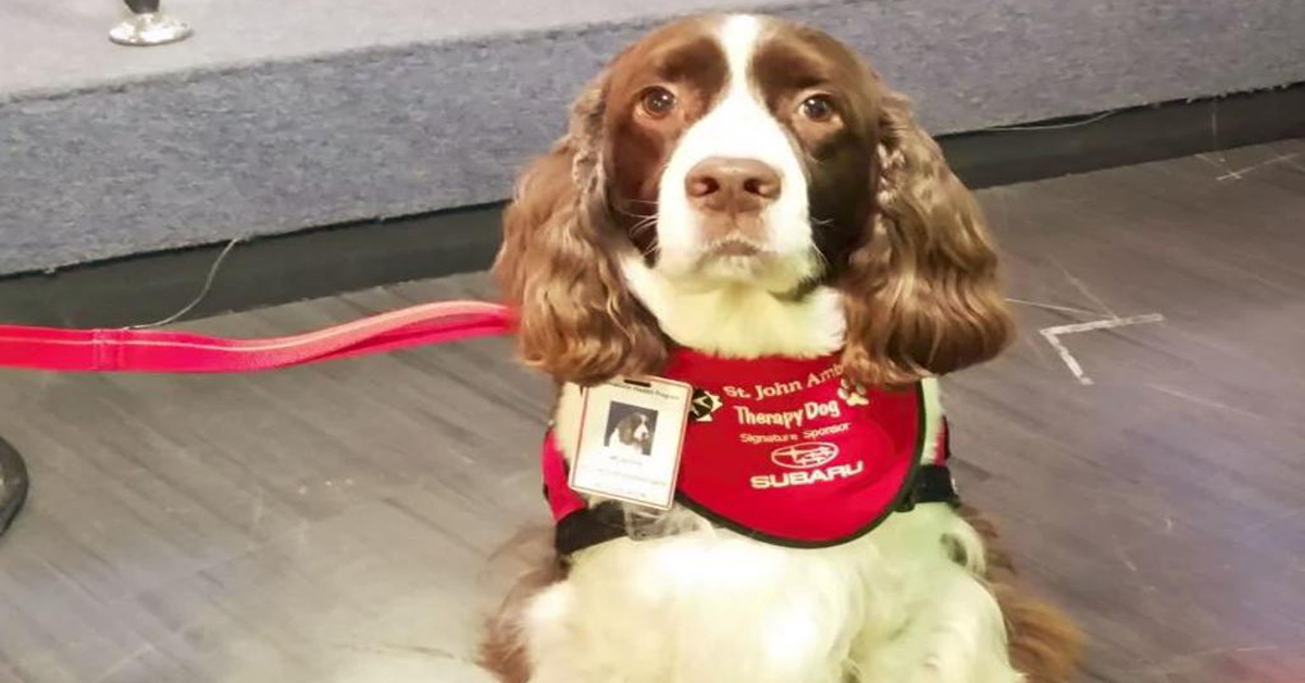 Murphy, il cane che grazie alla Pet Therapy regala felicità ai pazienti