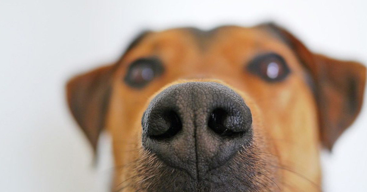 Perché i cani annusano le parti intime degli umani?