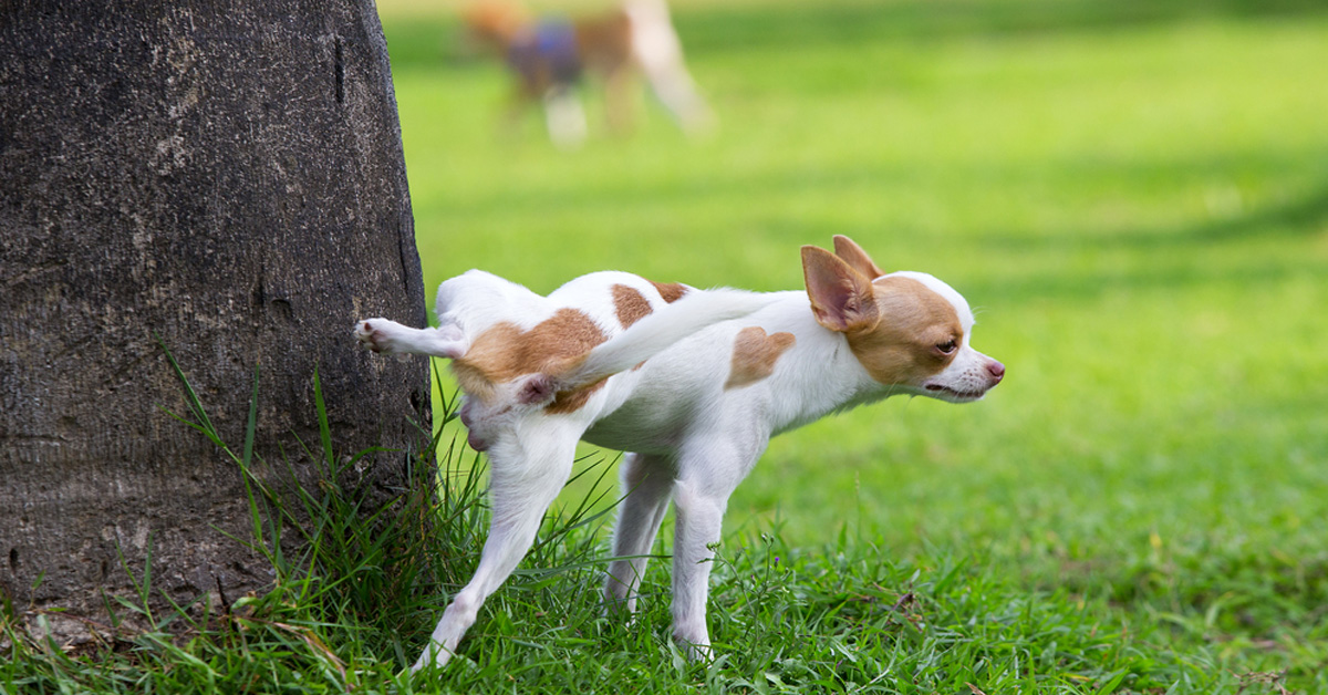 Obbligo di pulire la pipì del cane: arrivano le prime multe