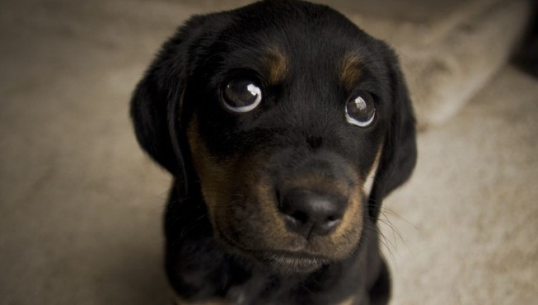 Occhioni dolci di un cane