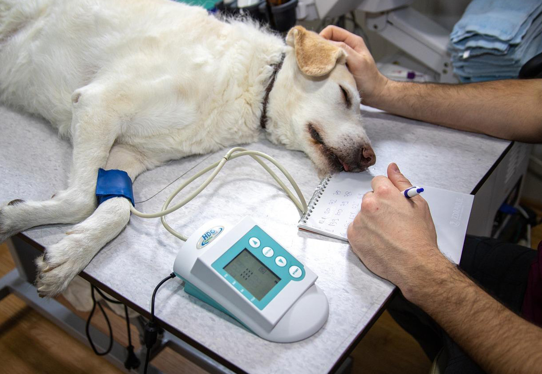 cane dal veterinario