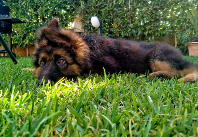 Parvovirosi nel cane: cos’è, cosa sapere su questa malattia e come far guarire Fido