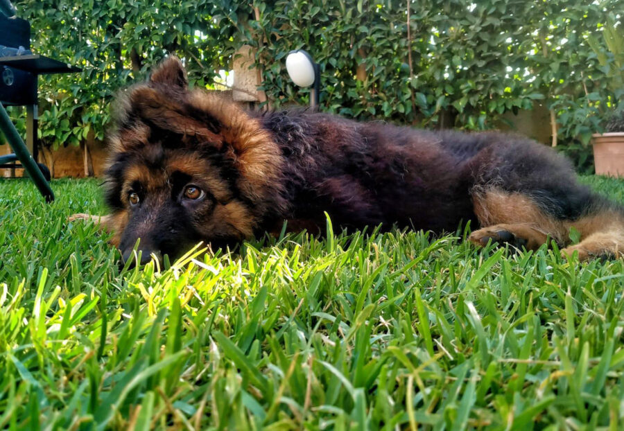 Parvovirosi nel cane: cos’è, cosa sapere su questa malattia e come far guarire Fido