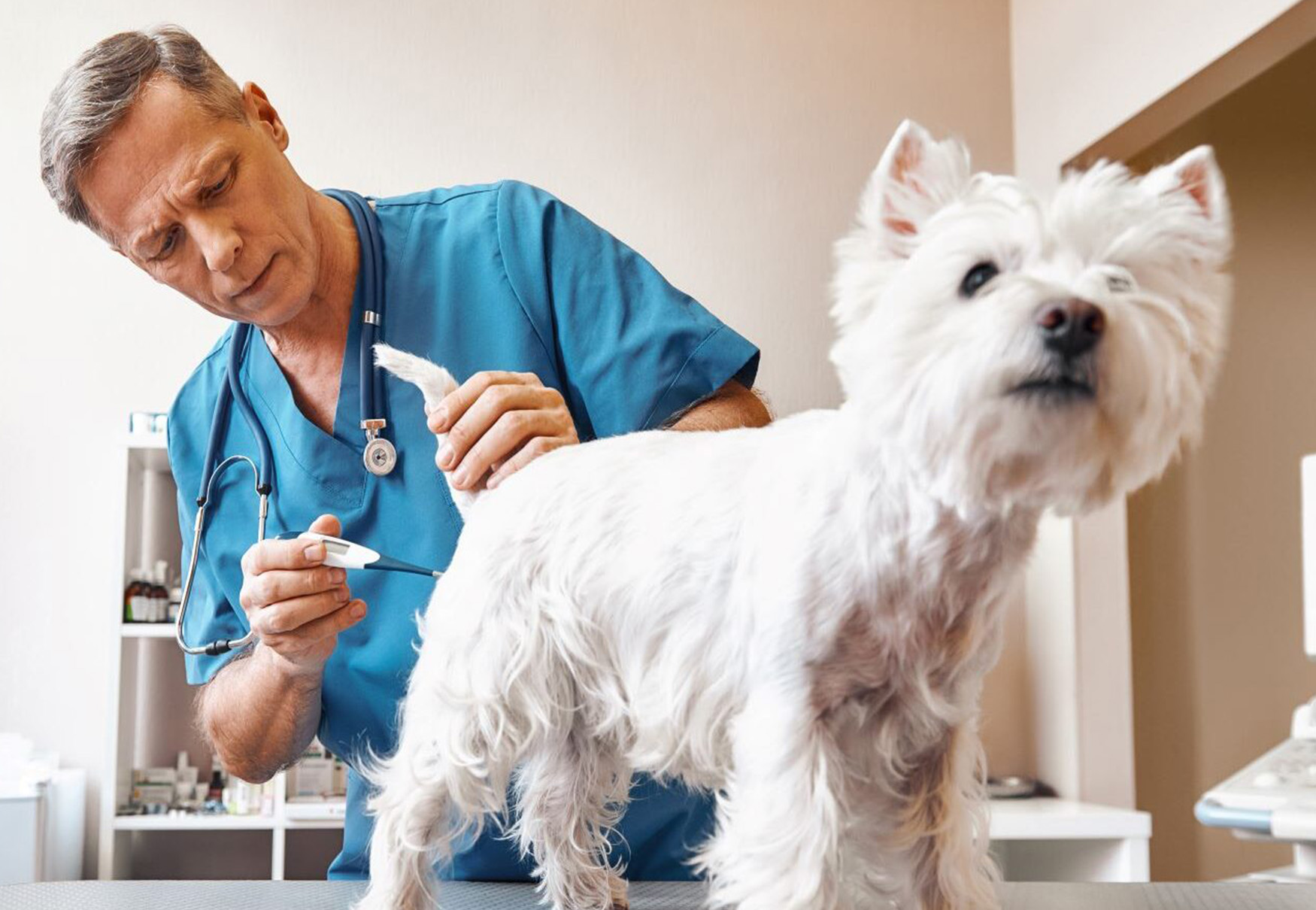 misurazione della temperatura nel cane