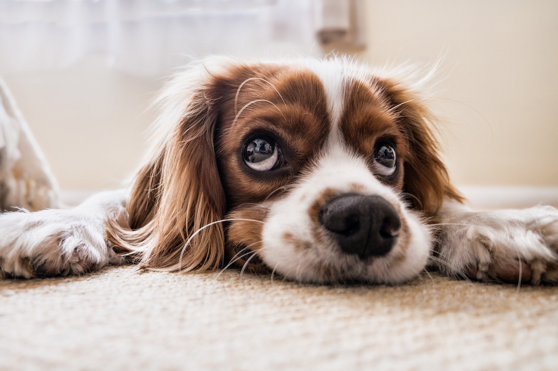 cane giù di corda