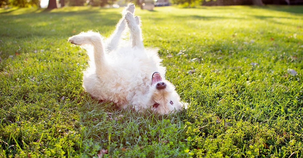 cane ci guarda a testa in giù