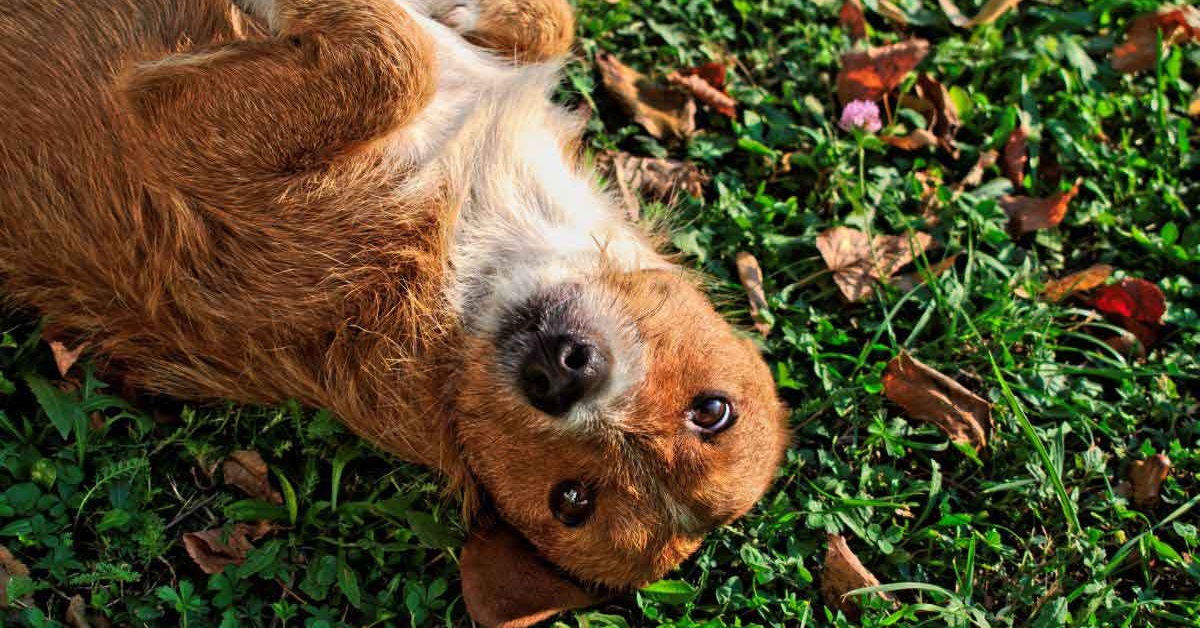 cane disteso sull'erba
