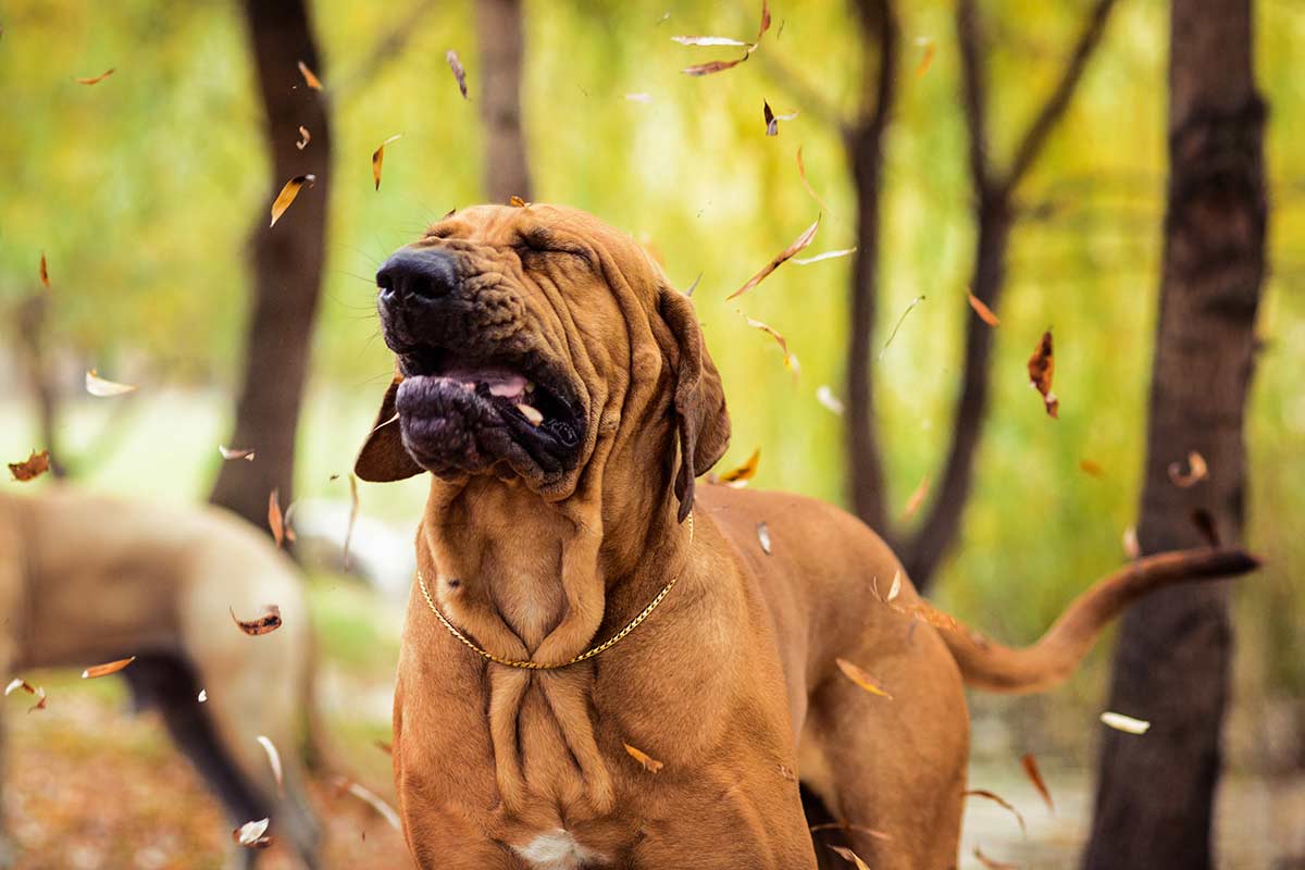 cane nel bosco