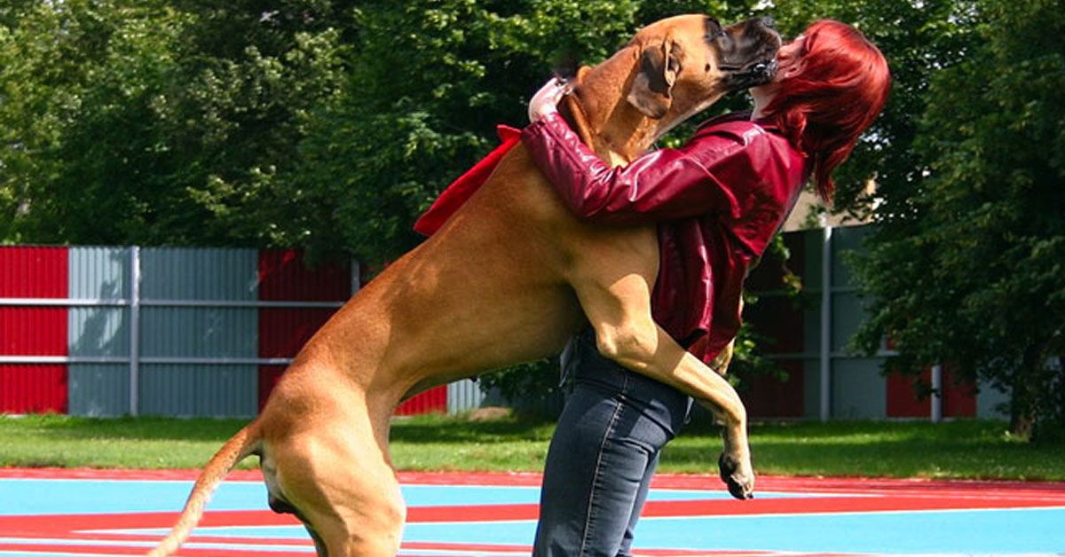 Perchè il mio cane non mi saluta quando rientro a casa? Parola agli esperti