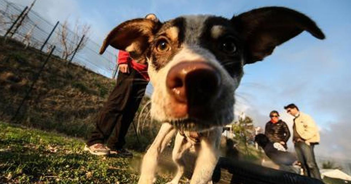 La storia di Luna, il cane che ha rischiato la vita per colpa dell’indifferenza