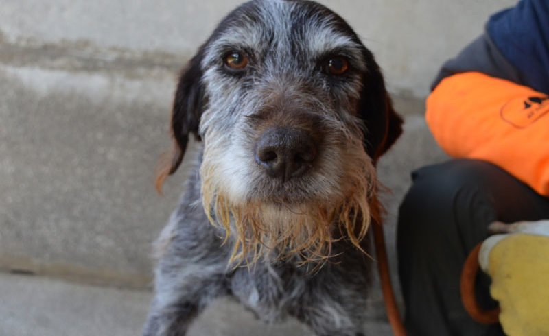 Primo piano di un cane anziano