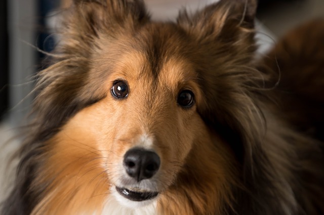 Primo piano di un cane