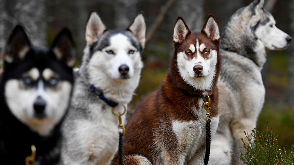 Quattro cani Siberian Husky