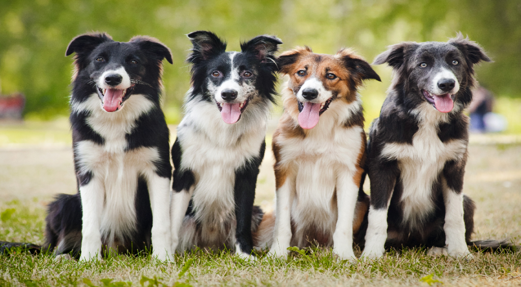 Quattro cani seduti