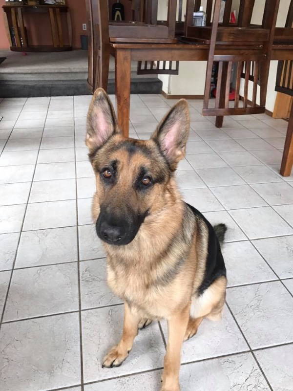 Rex, il cane pastore tedesco