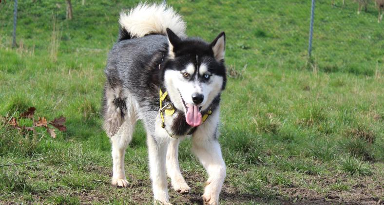 Siberian Husky