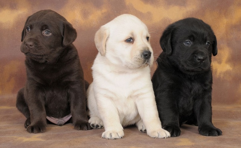 Tre cuccioli di cane