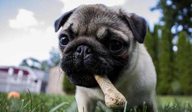 Un Carlino che mangia un osso