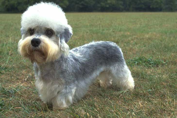 Un Dandie Dinmont terrier