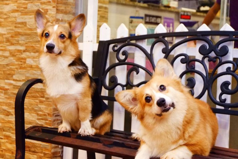 Un Dog cafè dedicato ai cani Corgi