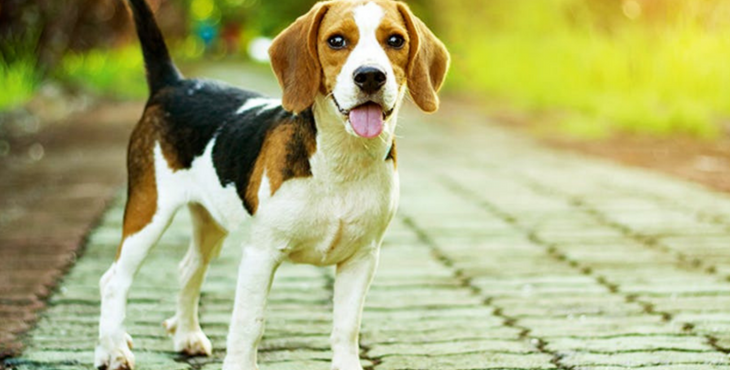 Un cane Beagle